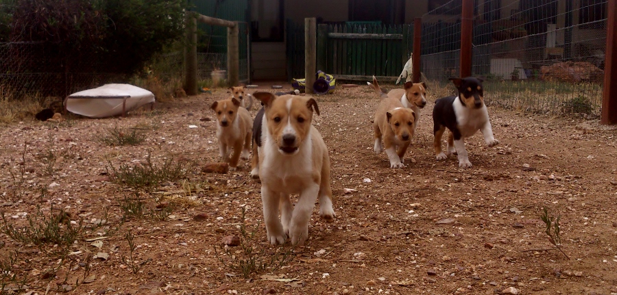 Smooth Collie Pups